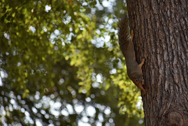 格构成直接 格构成直接